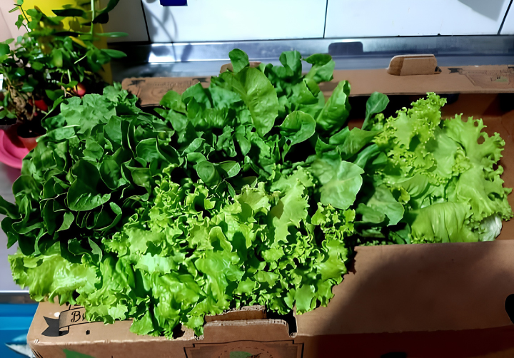 Hortifruti Orgânico